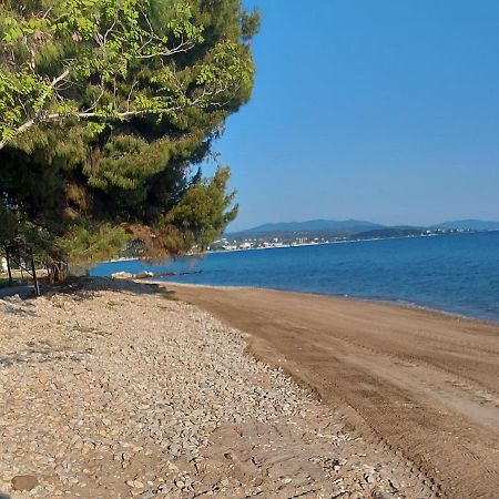 "Pine&Sea" Kastamoniti Beach Nikiti  Zewnętrze zdjęcie
