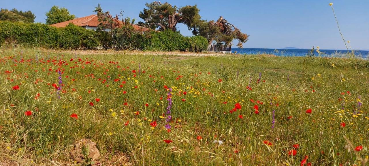 "Pine&Sea" Kastamoniti Beach Nikiti  Zewnętrze zdjęcie