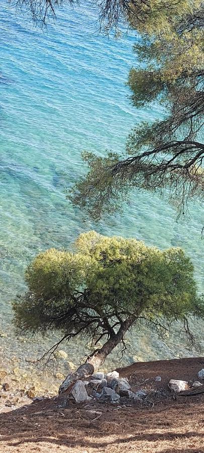 "Pine&Sea" Kastamoniti Beach Nikiti  Zewnętrze zdjęcie