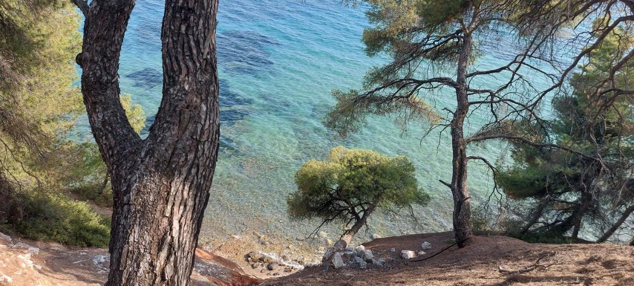 "Pine&Sea" Kastamoniti Beach Nikiti  Zewnętrze zdjęcie
