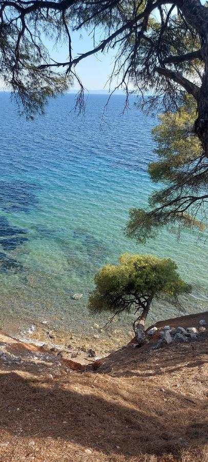 "Pine&Sea" Kastamoniti Beach Nikiti  Zewnętrze zdjęcie